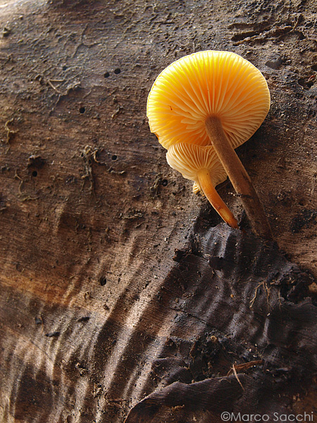 Funghi del legno (Flammulina velutipes)