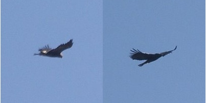 Ancora identificazione rapace