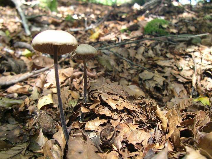 escursione appennino aretino