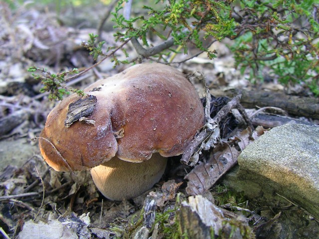 Alcuni scatti dal Casentino