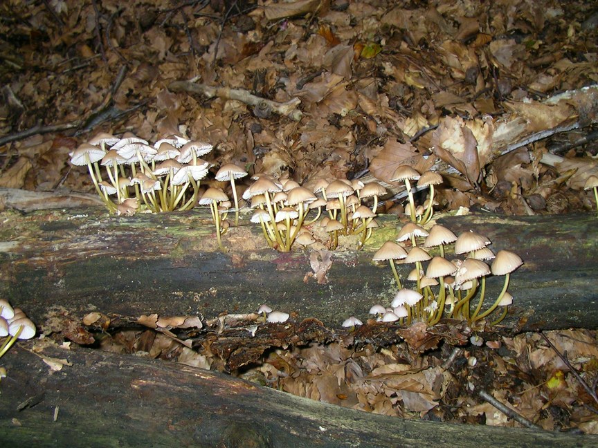 escursione appennino aretino