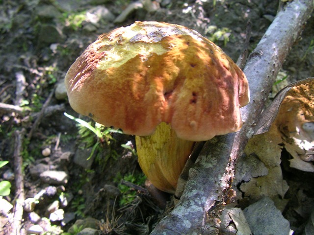 Alcuni scatti dal Casentino