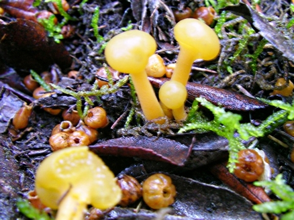 Leotia?