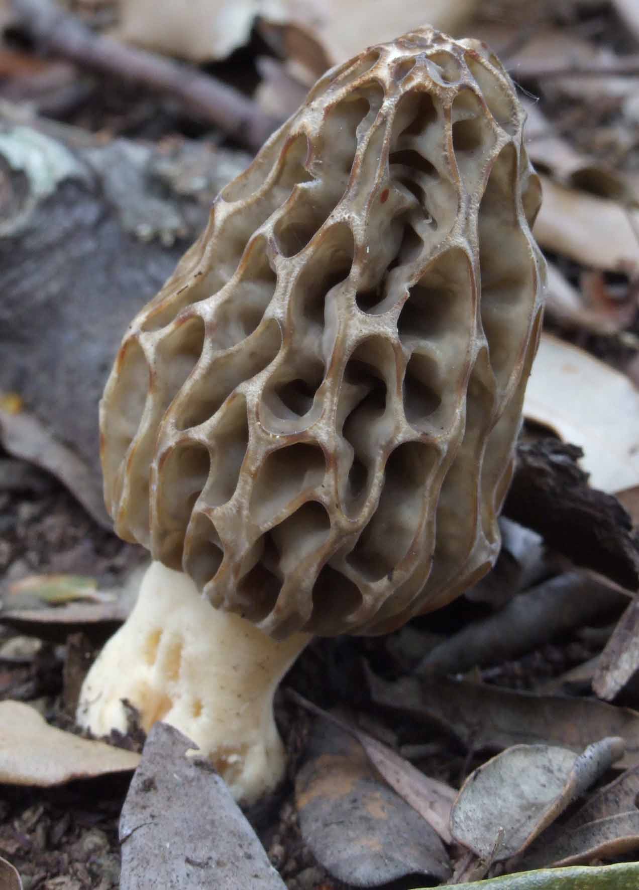 Morchella esculenta? variet??