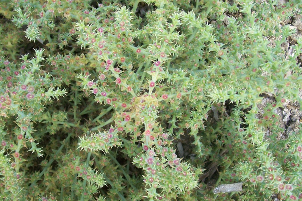 Salsola kali