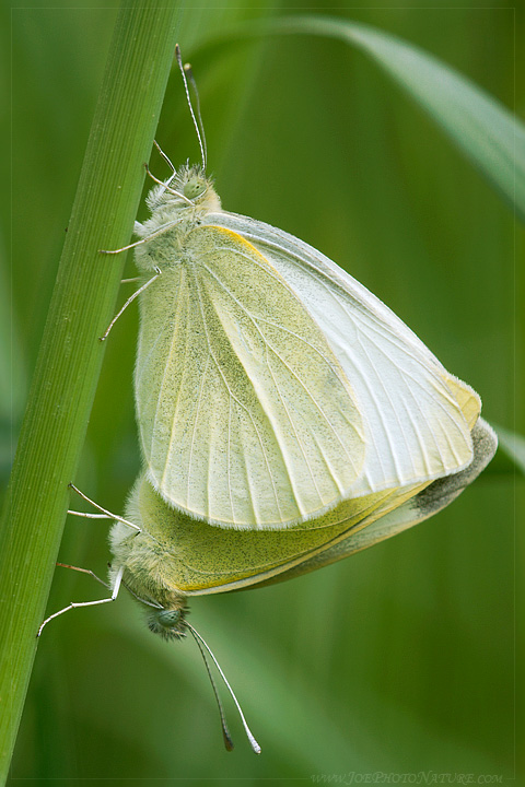 Pieris rapae