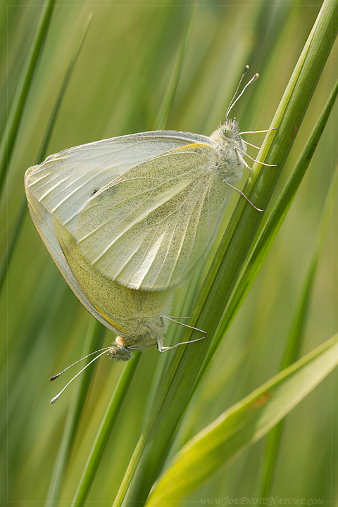 Pieris rapae