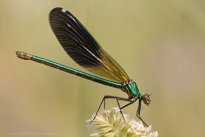 Calopteryx splendens (forma androcroma)