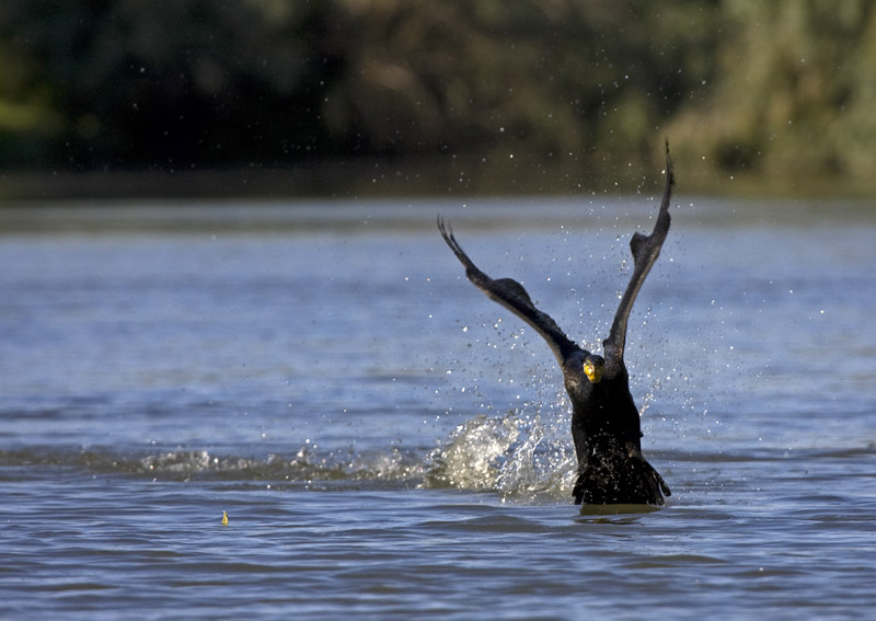 Il meraviglioso Delta del Danubio!