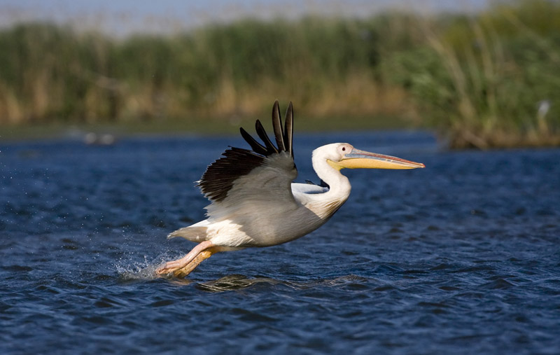 Il meraviglioso Delta del Danubio!