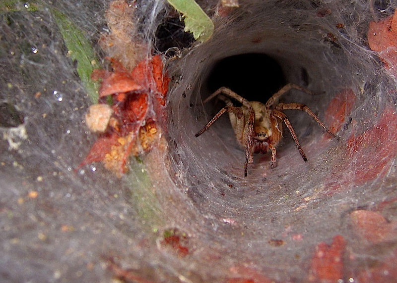 Agelena sp. / Allagelena gracilens e Neoscona adianta