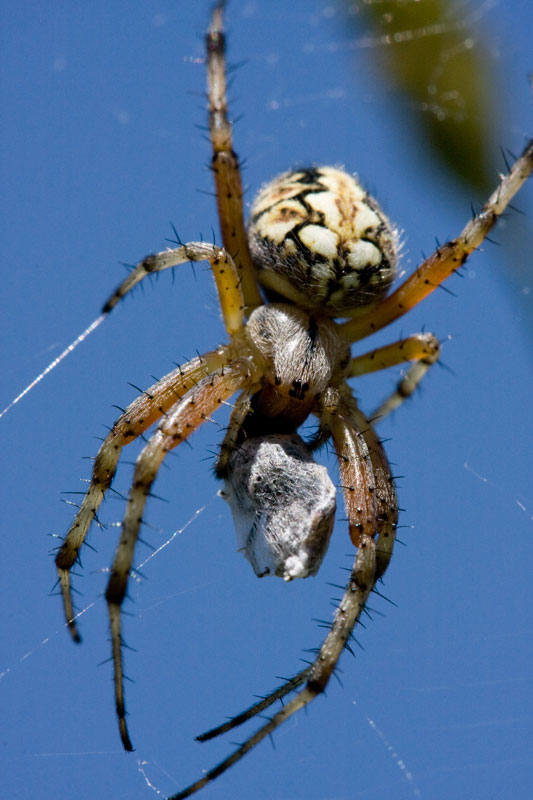 Agelena sp. / Allagelena gracilens e Neoscona adianta