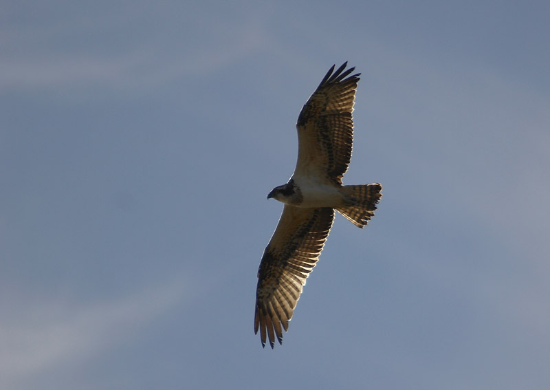 Identificazione Rapace