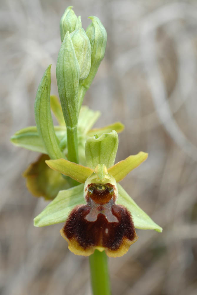 Ophrys sphegodes