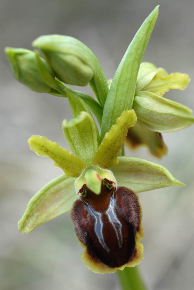 Ophrys sphegodes