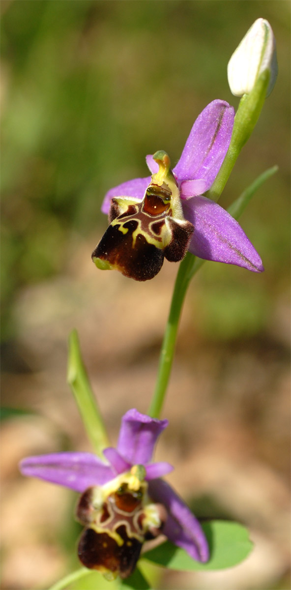 Ophrys zinsmeisteri  ... in Croazia