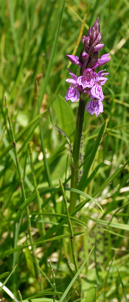 Delle Dactylorhiza non ci capisco niente!!!