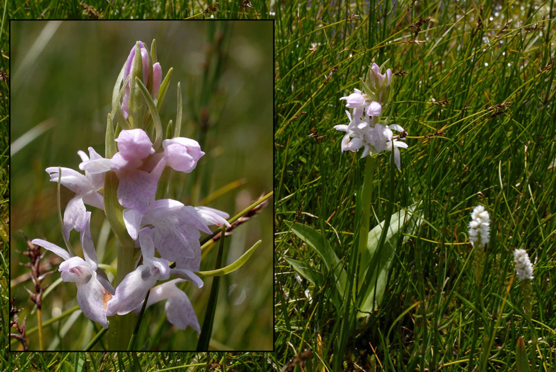 Delle Dactylorhiza non ci capisco niente!!!