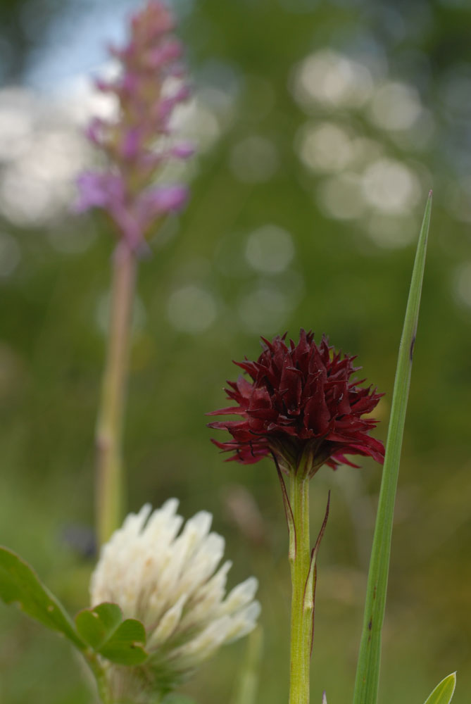 il meglio fiore 2008