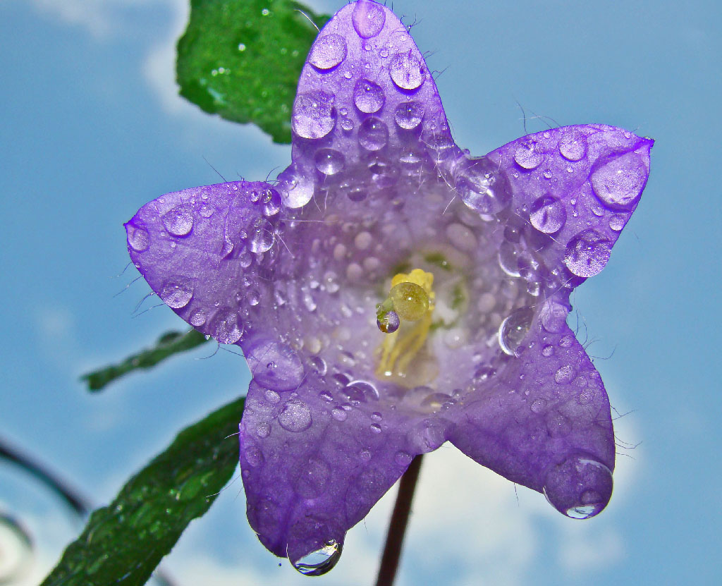 petali di cristallo