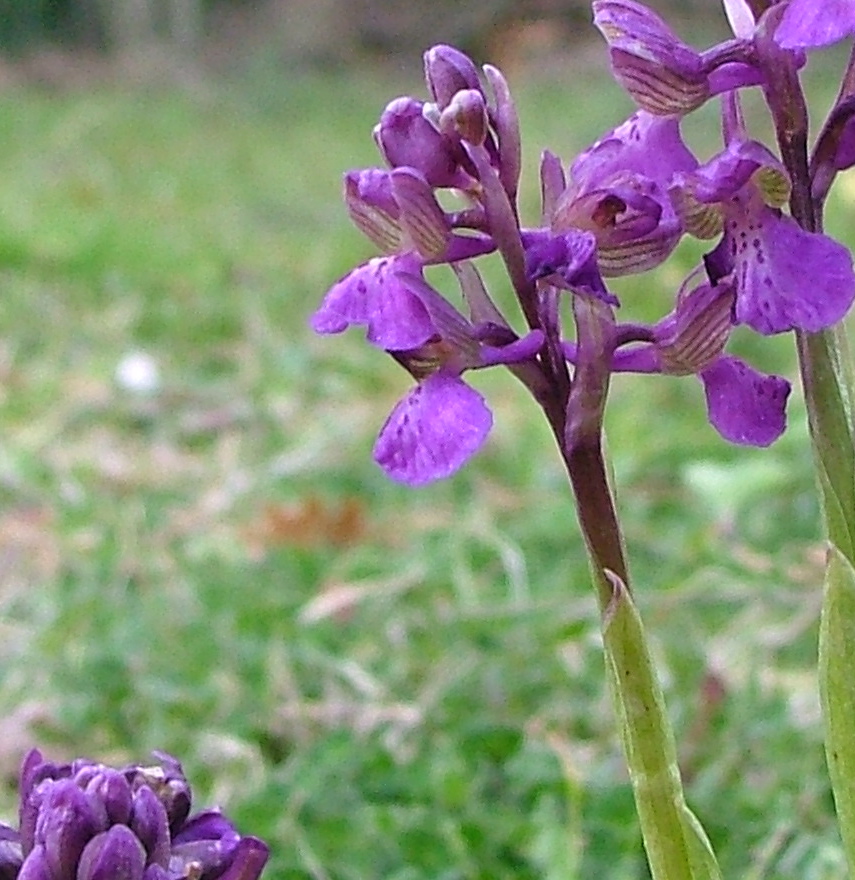 Orchis morio