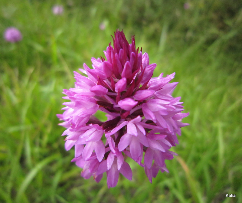 Orchidee dalla Valtiberina