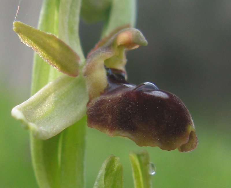 Ophrys dalla Valdichiana