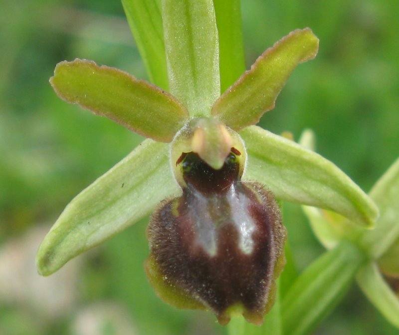 Ophrys dalla Valdichiana