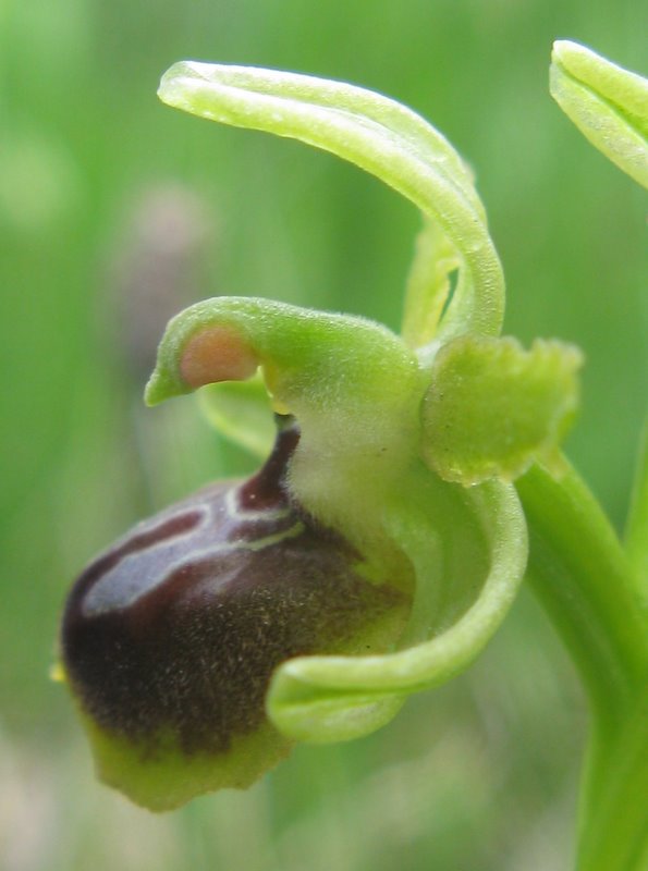 Ophrys dalla Valdichiana