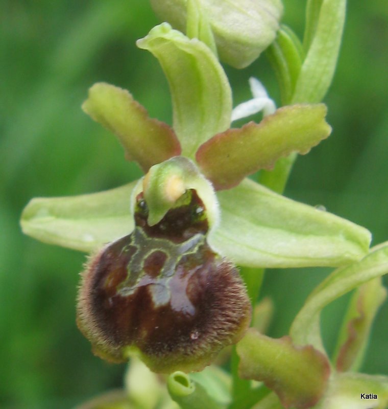 Ophrys dalla Valdichiana