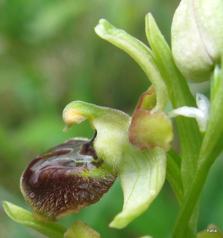 Ophrys dalla Valdichiana