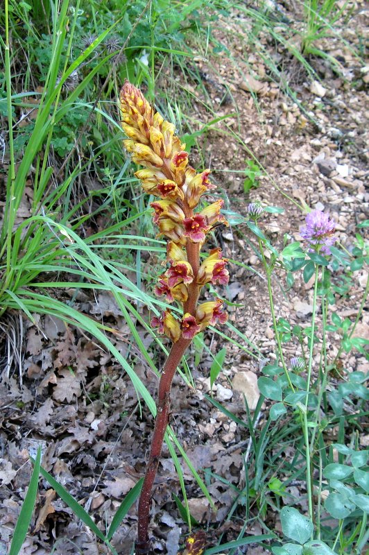 Orobanche  cfr. gracilis