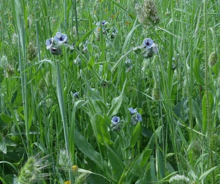 Cynoglossum creticum