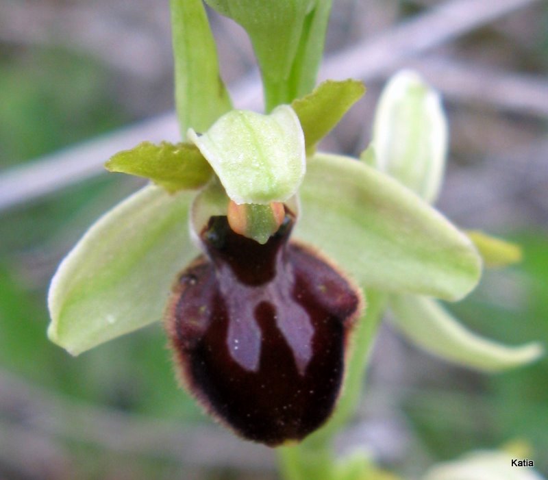 Ophrys dalla Valdichiana