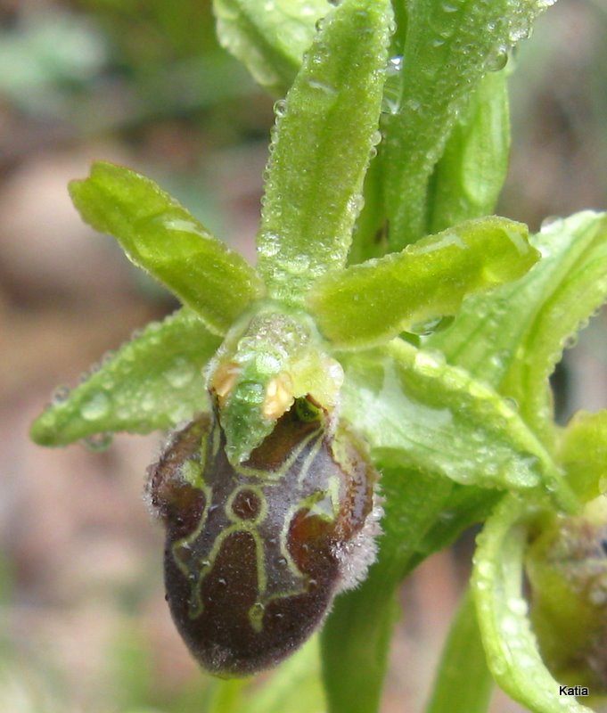 Ophrys dalla Valdichiana