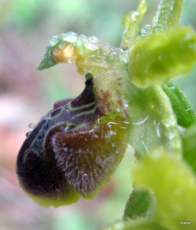 Ophrys dalla Valdichiana