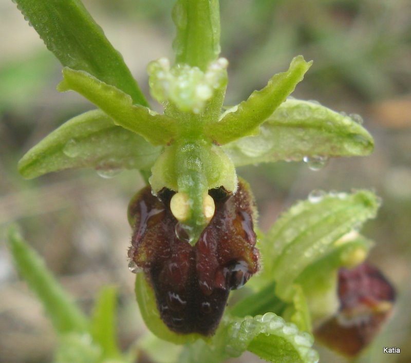 Ophrys dalla Valdichiana