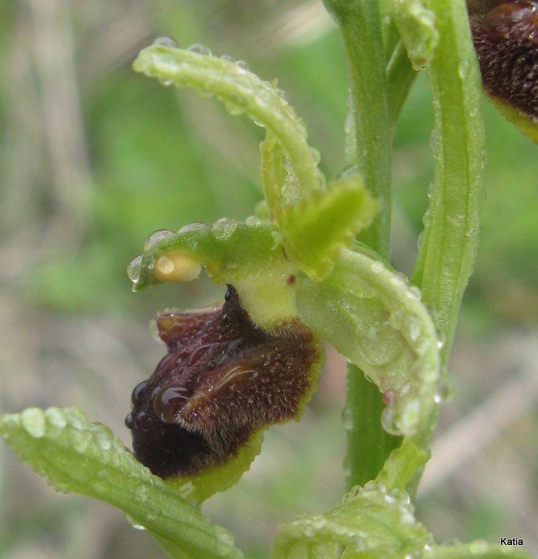 Ophrys dalla Valdichiana