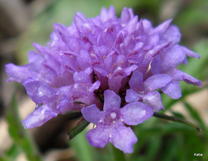 Scabiosa sp.