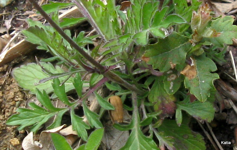 Scabiosa sp.