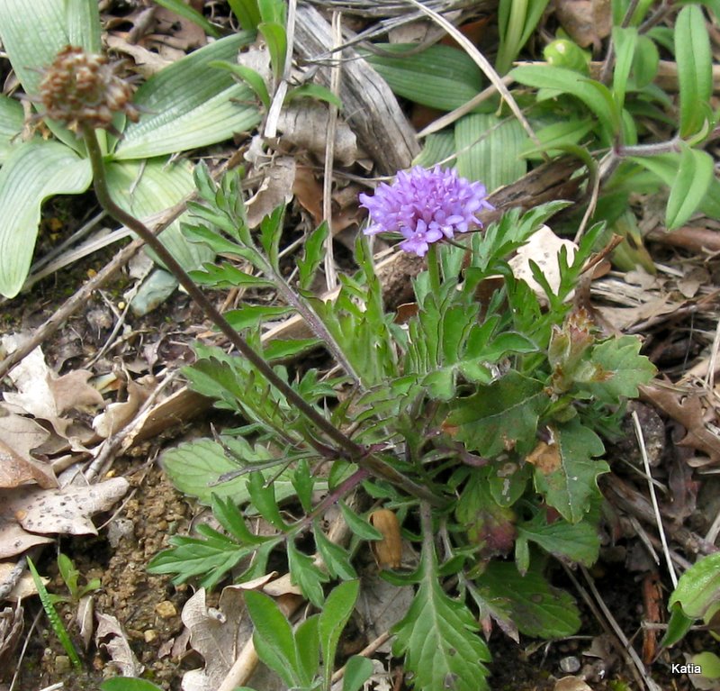 Scabiosa sp.