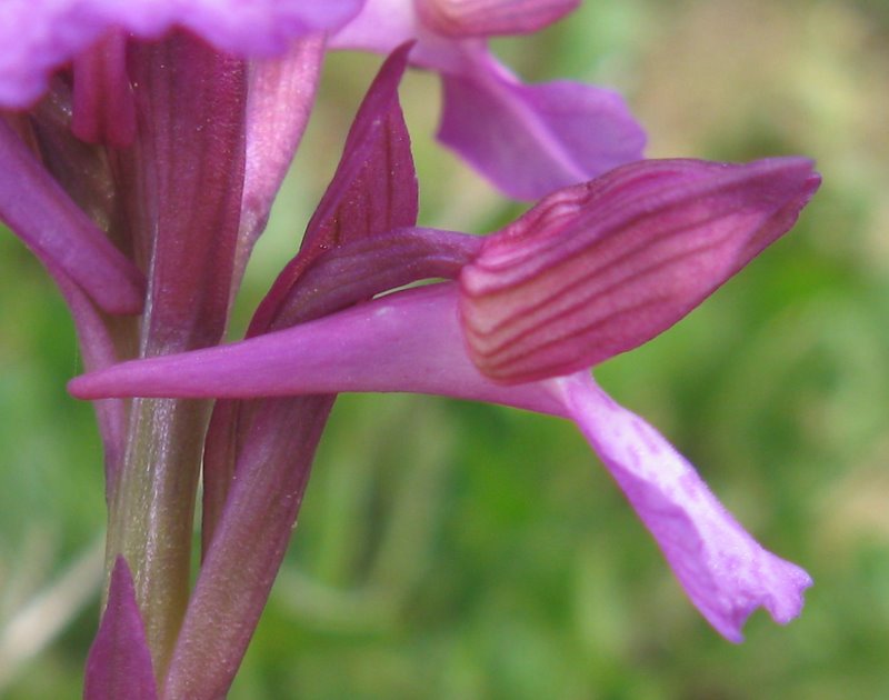 Orchidee della Valdichiana Senese