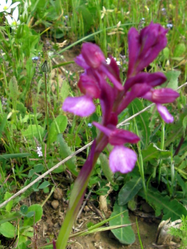 Orchidee della Valdichiana Senese