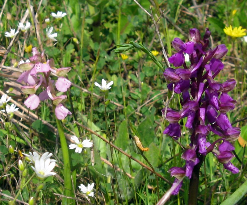 Orchidee della Valdichiana Senese