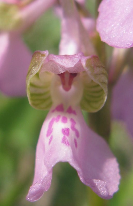 Orchidee della Valdichiana Senese