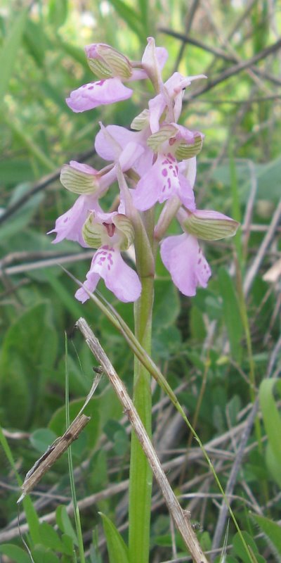 Orchidee della Valdichiana Senese