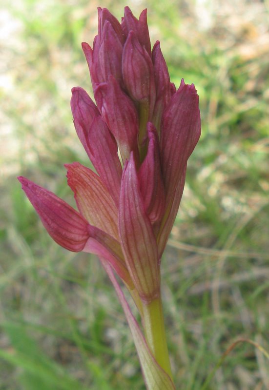 Orchidee della Valdichiana Senese