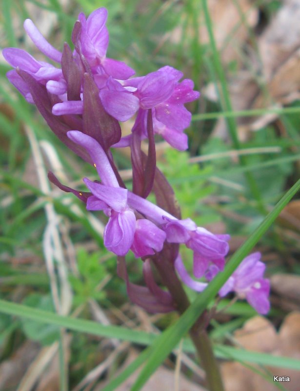 Dactylorhiza, forse,   ma quale?