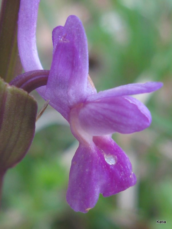 Dactylorhiza, forse,   ma quale?