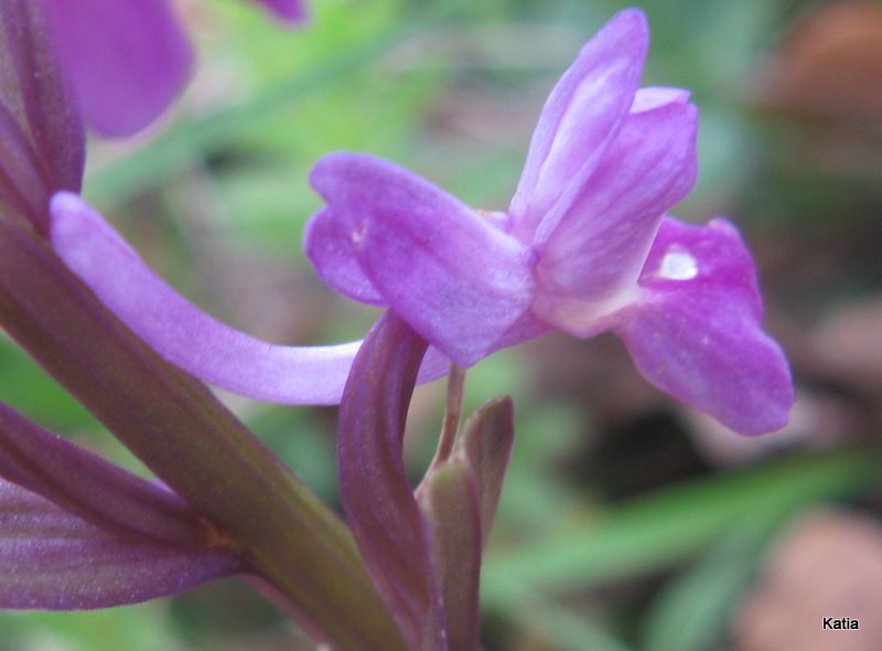 Dactylorhiza, forse,   ma quale?